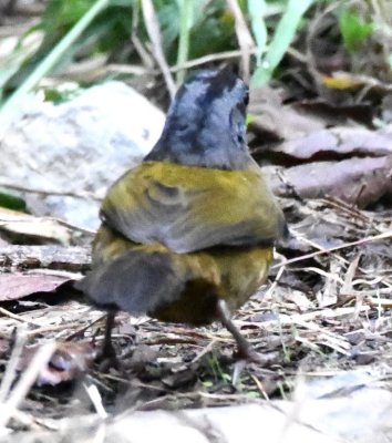Back view of Large-footed Finch