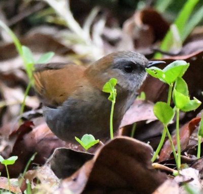 Black-billed Nightingale-Thrush