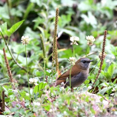 Black-billed Nightingale-Thrush