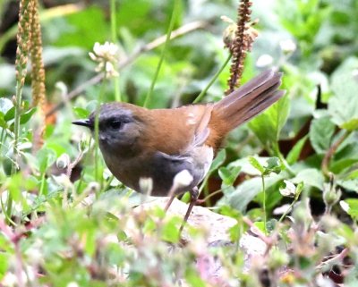 Black-billed Nightingale-Thrush