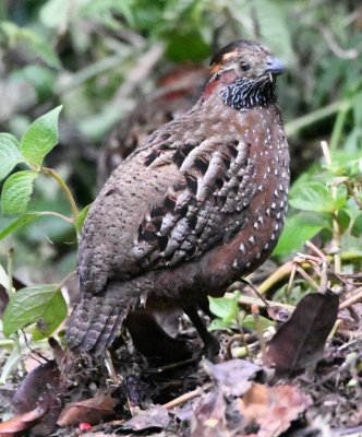 Spotted Wood-Quail