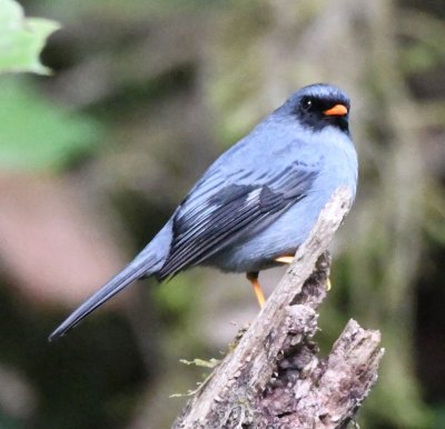 Black-faced Solitaire
