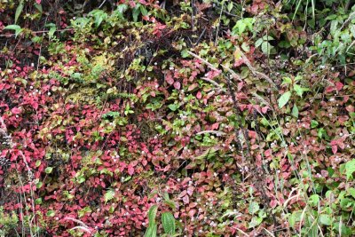 There was some colorful low-growing vegetation on the roadside.