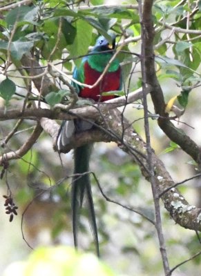 Male Resplendent Quetzal