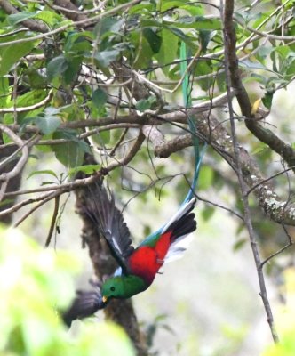 Male Resplendent Quetzal flying to another perch
