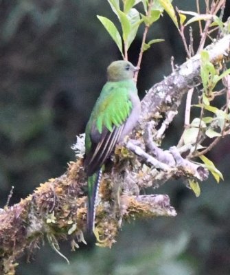 Female Resplendent Quetzal