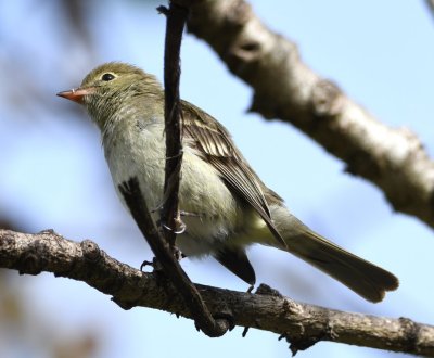 Mountain Elaenia