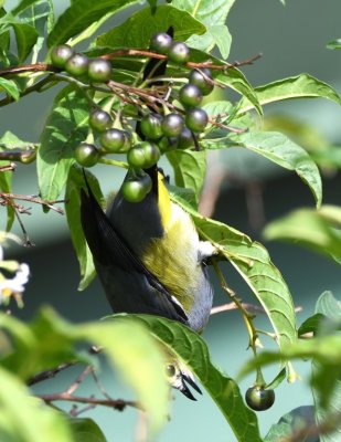 Long-tailed Silky-Flycatcher
