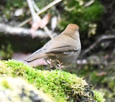 Back view of Ruddy-capped Nightingale-Thrush