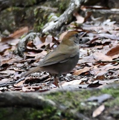 Ruddy-capped Nightingale-Thrush