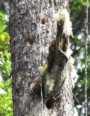 Practice holes and final location of a woodpecker nest cavity
