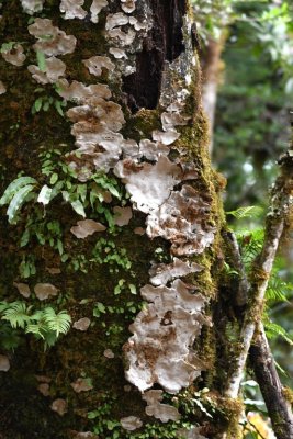 Interesting lichen on a tree