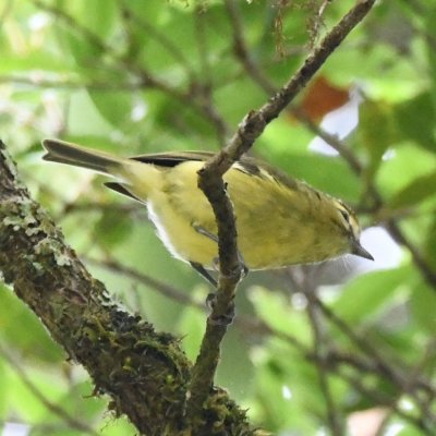 Yellow-winged Vireo
