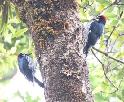 A pair of Acorn Woodpeckers