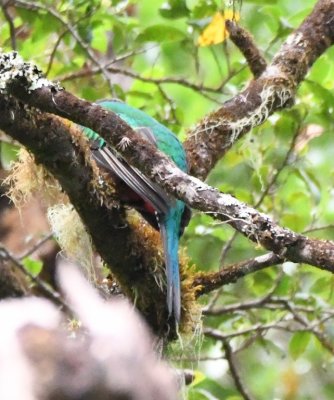 The female Resplendent Quetzal, our sixth of the morning, did not pose well for us.