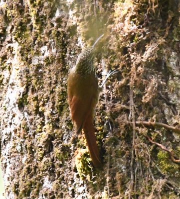 Spot-crowned Woodcreeper