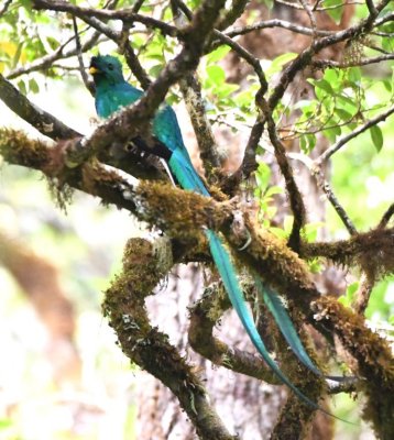 Male Resplendent Quetzal again
