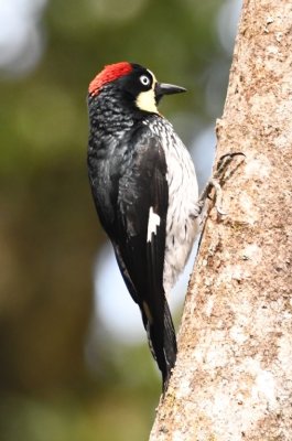 Acorn Woodpecker