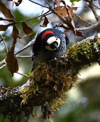 The Acorn Woodpecker seems to be curious about us.