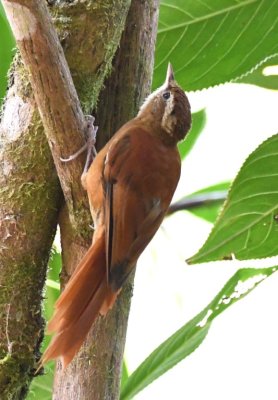 Ruddy Treerunner