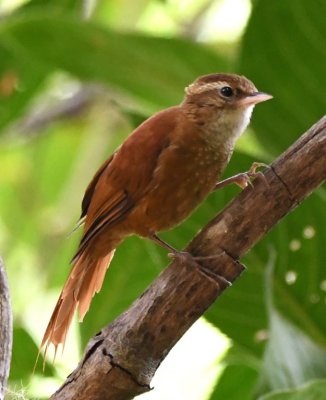 Ruddy Treerunner