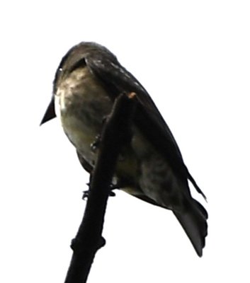 The Olive-sided Flycatcher was badly backlit high on a bare branch.