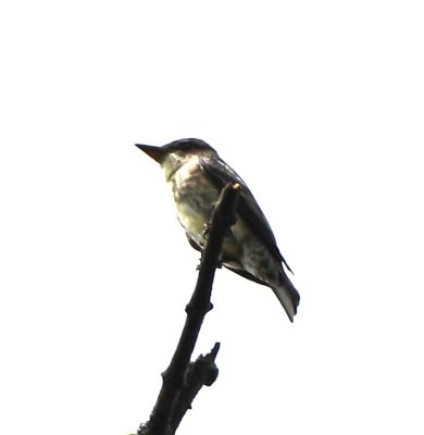 Olive-sided Flycatcher