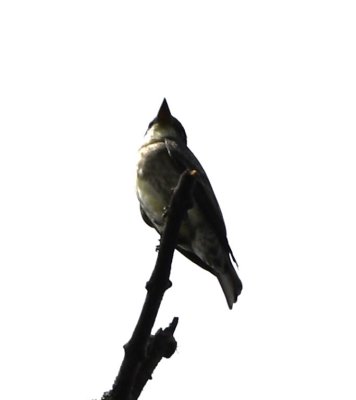 Olive-sided Flycatcher