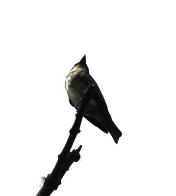 Olive-sided Flycatcher