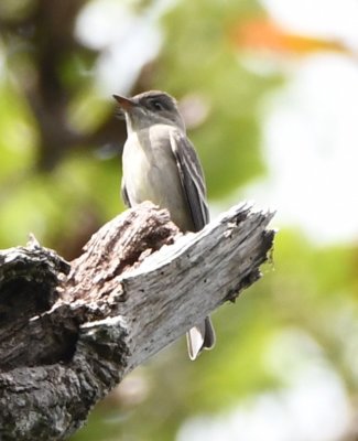 Eastern Wood-Pewee
orange lower mandible