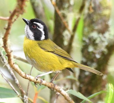 Sooty-capped Chlorospingus