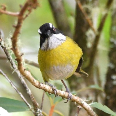 Sooty-capped Chlorospingus