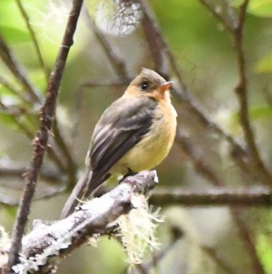 Tufted Flycatcher on a branch over the road