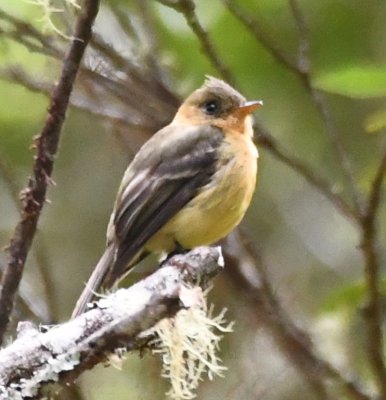 The Tufted Flycatcher would fly out from its perch after an insect, then return to the same branch.