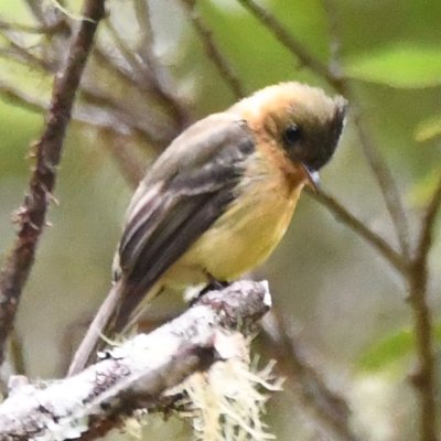Tufted Flycatcher