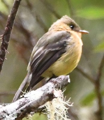Tufted Flycatcher