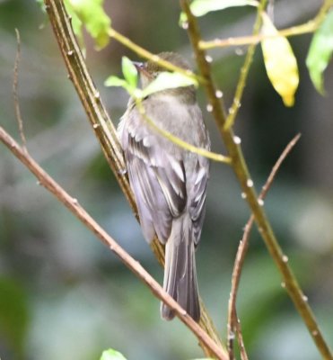 Mountain Elaenia hiding among the leaves