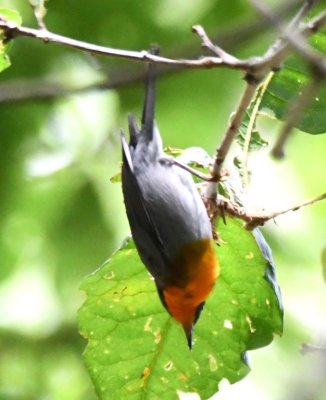 Flame-throated Warbler