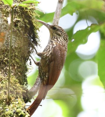 Spot-crowned Woodcreeper