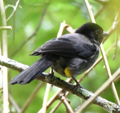 Yellow-thighed Finch