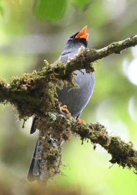 Black-faced Solitaire