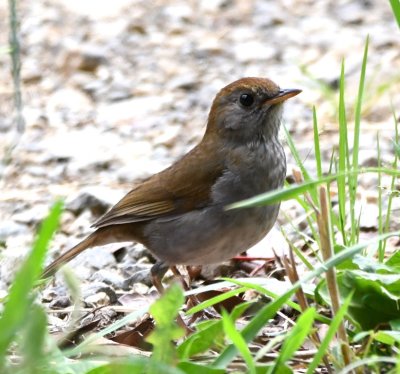 Ruddy-capped Nightingale-Thrush