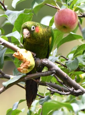 This Sulphur-winged Parakeet was eating an apple at the edge of the trail just above the lodge when we returned.