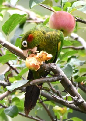 Sulphur-winged Parakeet