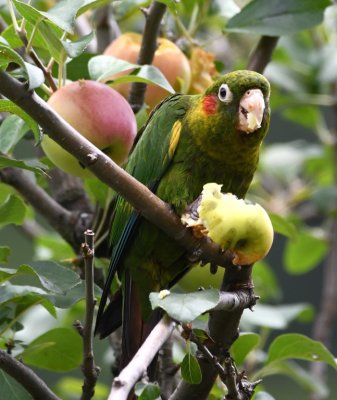 Sulphur-winged Parakeet holding and eating an apple