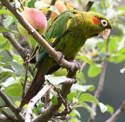 Sulphur-winged Parakeet