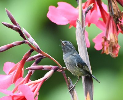 Slaty Flowerpiercer