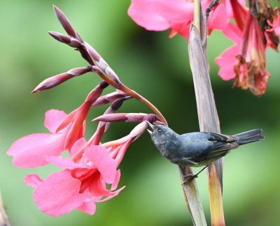 Slaty Flowerpiercer in action