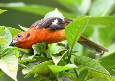 Flame-colored Tanager searching the leaves for insects