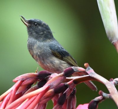 Slaty Flowerpiercer